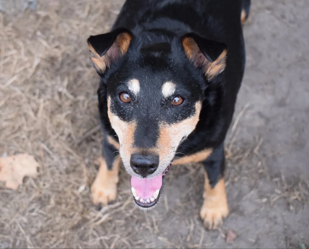 Ebène, mixed breed for adoption at SPA de Bordeaux et du Sud-Ouest (SPA 33)