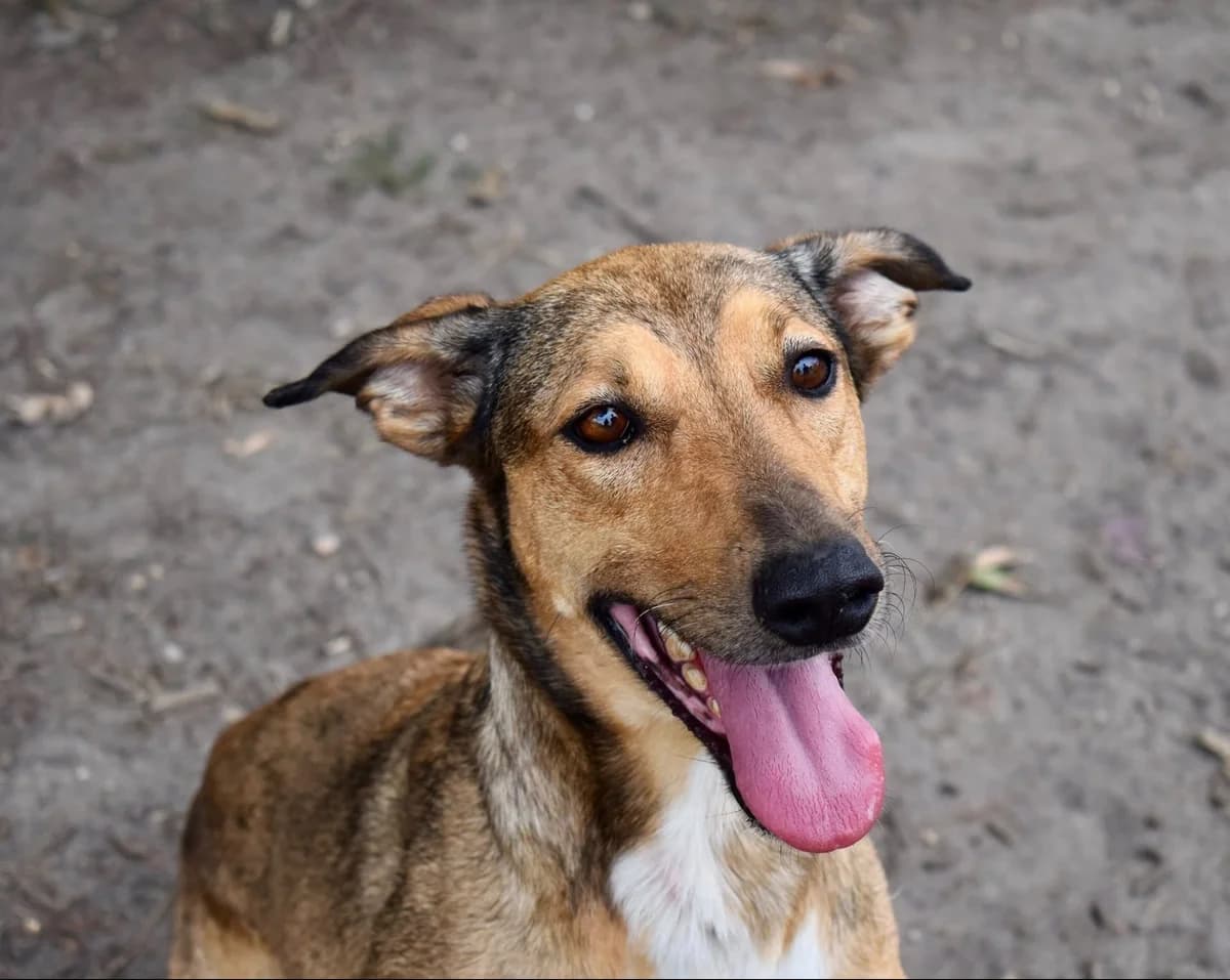 Ophie dite Molly, mixed breed for adoption at SPA de Bordeaux et du Sud-Ouest (SPA 33)