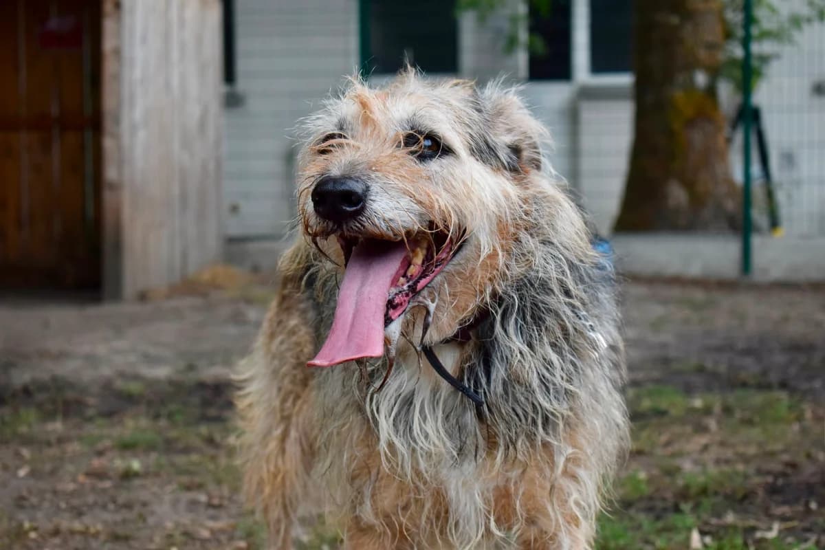 Shadow, male senior mixed breed for adoption at SPA de Bordeaux et du Sud-Ouest, Bordeaux