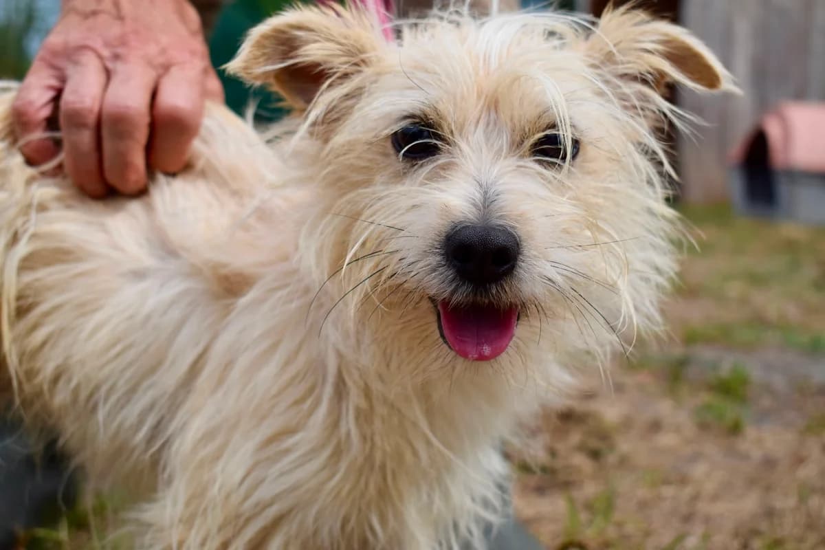 Riton, male 4yo mixed breed for adoption at SPA de Bordeaux et du Sud-Ouest, Bordeaux