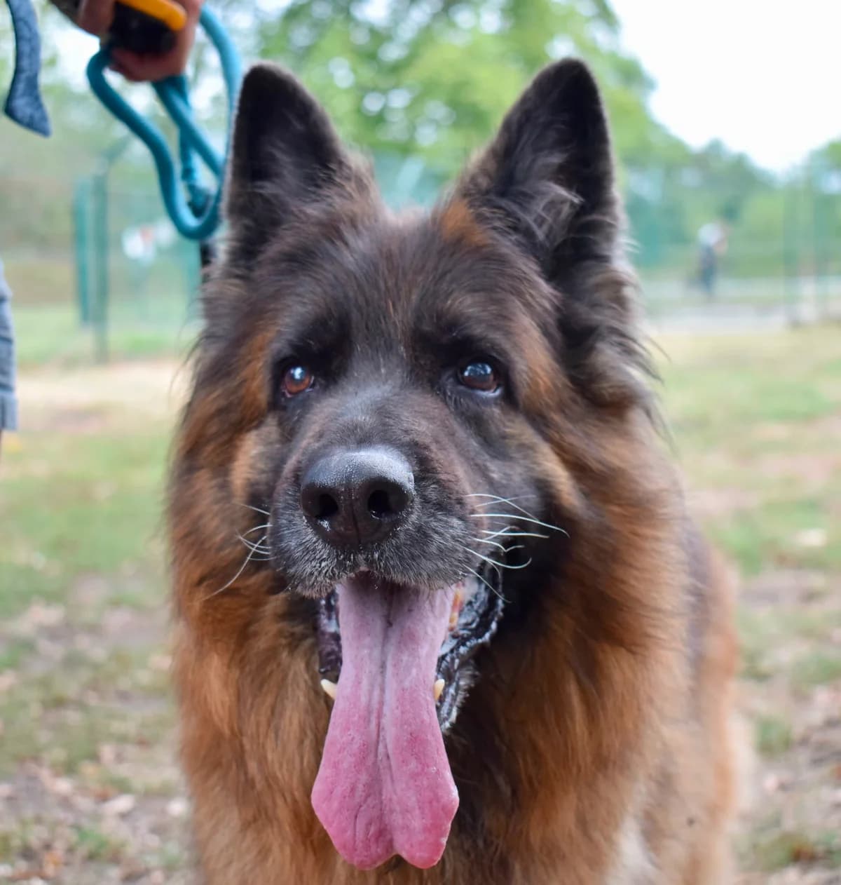 Myla, male German Shepherd for adoption at SPA de Bordeaux et du Sud-Ouest (SPA 33)