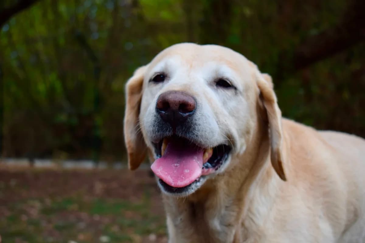 Lucky, senior Labrador Retriever for adoption at SPA de Bordeaux et du Sud-Ouest (SPA 33)