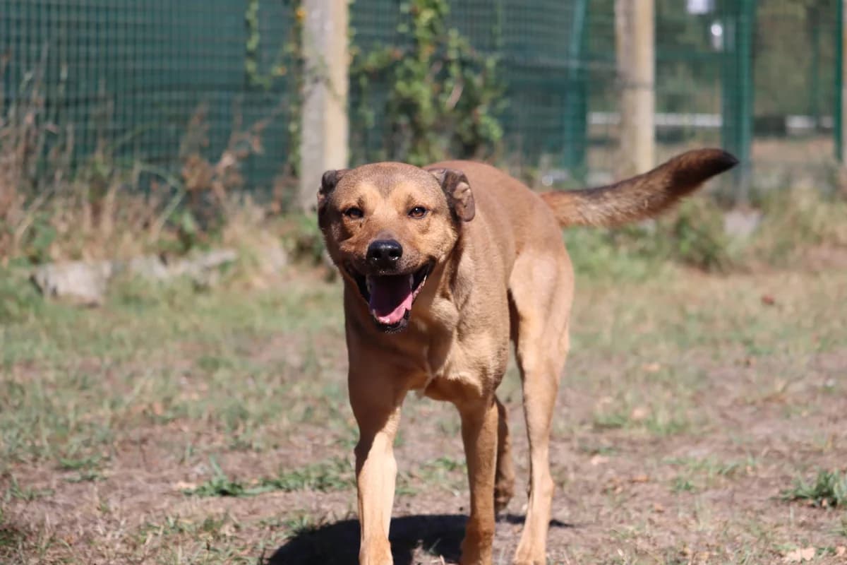 Reelax, male young mixed breed for adoption at SPA de Bordeaux et du Sud-Ouest, Bordeaux