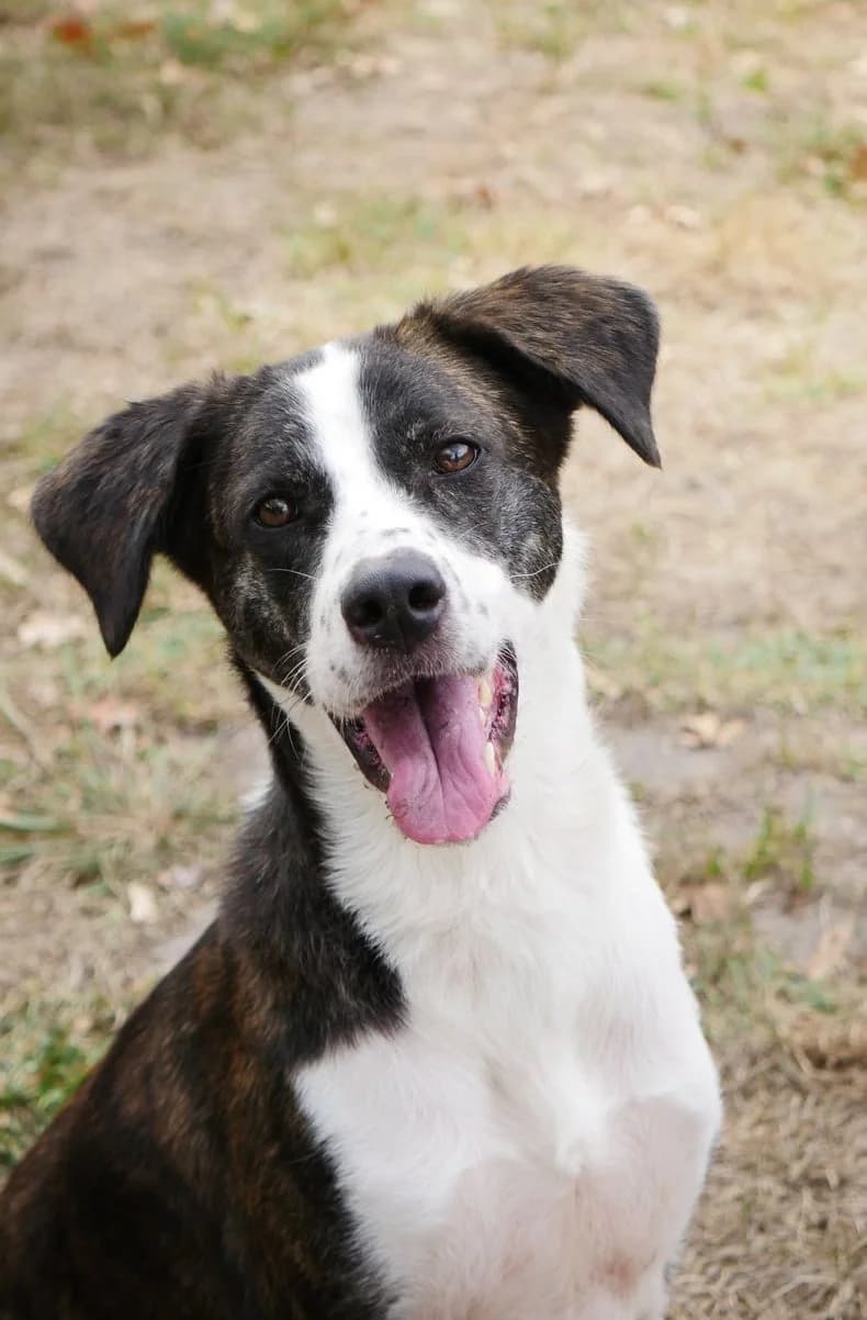 Céleste, female 4yo mixed breed for adoption at SPA de Bordeaux et du Sud-Ouest, Bordeaux
