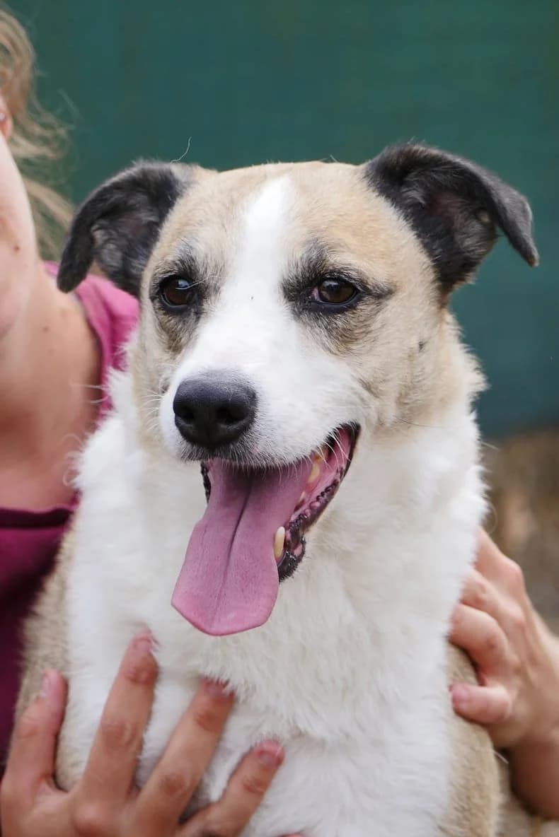 Sony, male 7yo Jack Russell Terrier for adoption at SPA de Bordeaux et du Sud-Ouest, Bordeaux