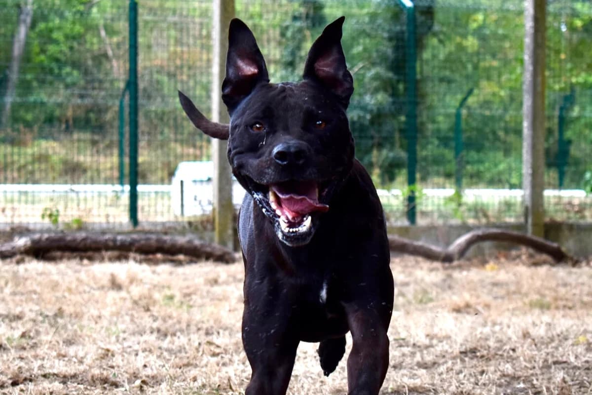 Odin, male 5yo Staffordshire Bull Terrier for adoption at SPA de Bordeaux et du Sud-Ouest, Bordeaux