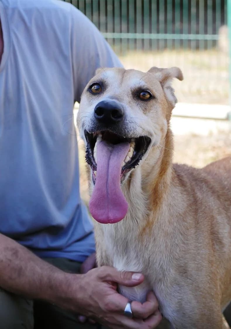 Shelby, female 5yo mixed breed for adoption at SPA de Bordeaux et du Sud-Ouest, Bordeaux