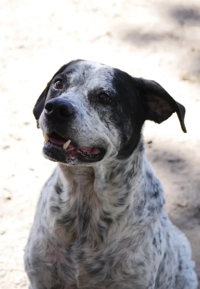 Crapule, male senior mixed breed for adoption at SPA de Bordeaux et du Sud-Ouest, Bordeaux