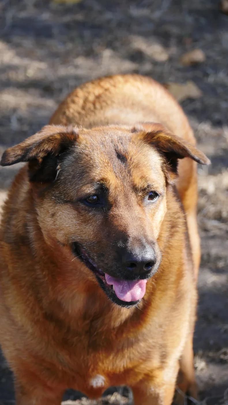 Nala, female senior mixed breed for adoption at SPA de Bordeaux et du Sud-Ouest, Bordeaux