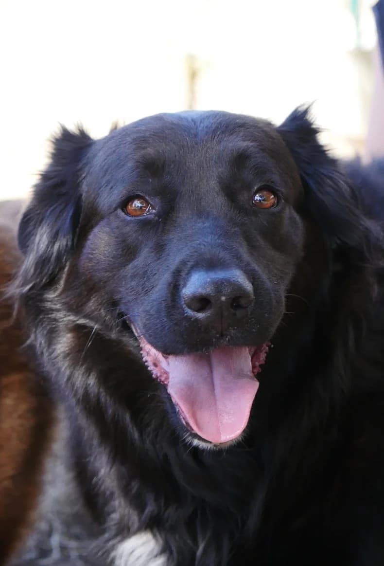 Aria, female senior Labrador Retriever for adoption at SPA de Bordeaux et du Sud-Ouest, Bordeaux
