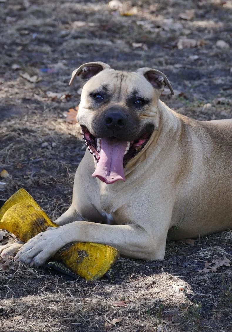 Tay, male young mixed breed for adoption at SPA de Bordeaux et du Sud-Ouest, Bordeaux