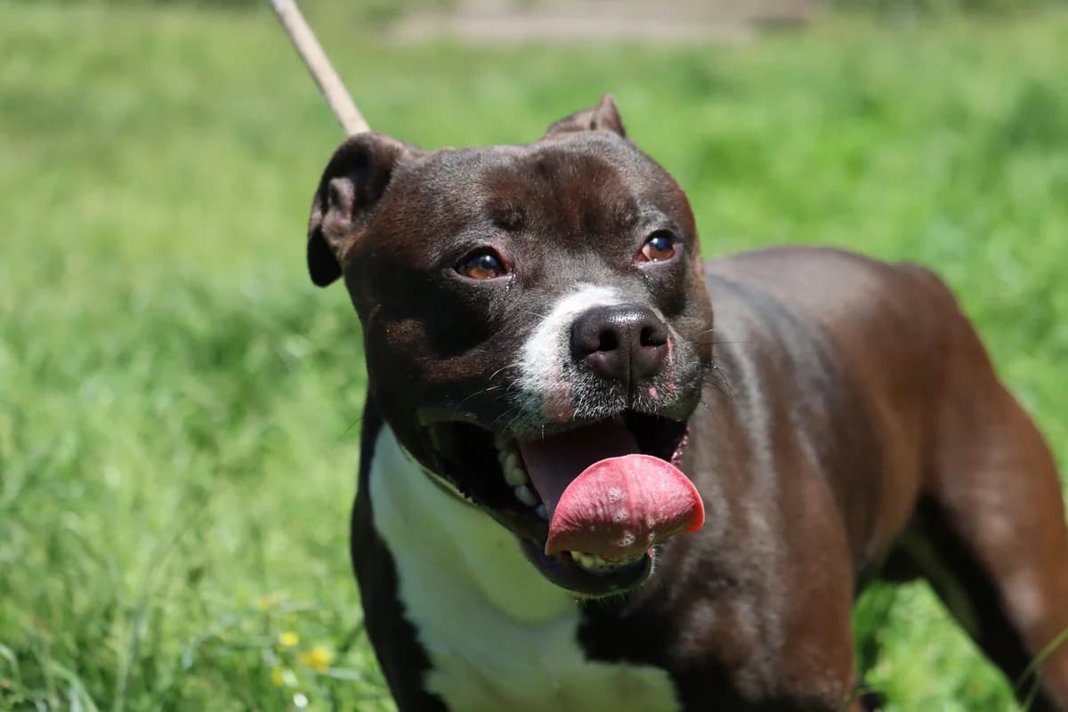 Figaro, male 4yo mixed breed for adoption at SPA de Bordeaux et du Sud-Ouest, Bordeaux