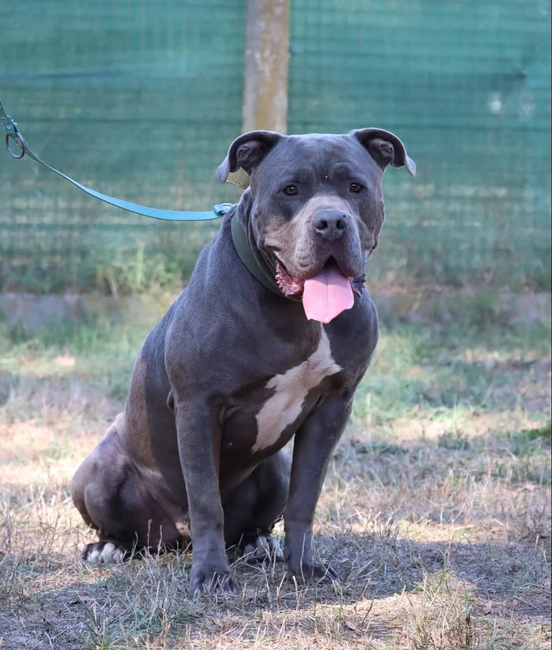 Kaïd, male 5yo American Bully for adoption at SPA de Bordeaux et du Sud-Ouest, Bordeaux