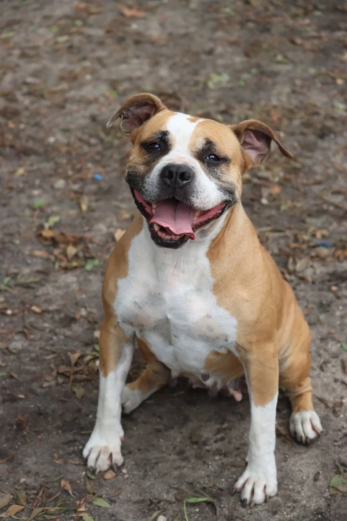 Pandora, female 7yo Staffordshire Bull Terrier for adoption at SPA de Bordeaux et du Sud-Ouest, Bordeaux