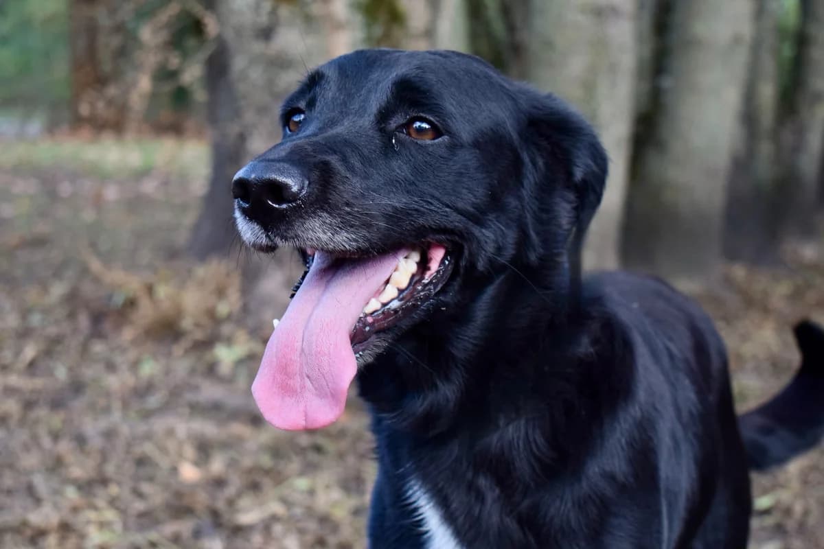 Divine, senior Border Collie for adoption at SPA de Bordeaux et du Sud-Ouest (SPA 33)