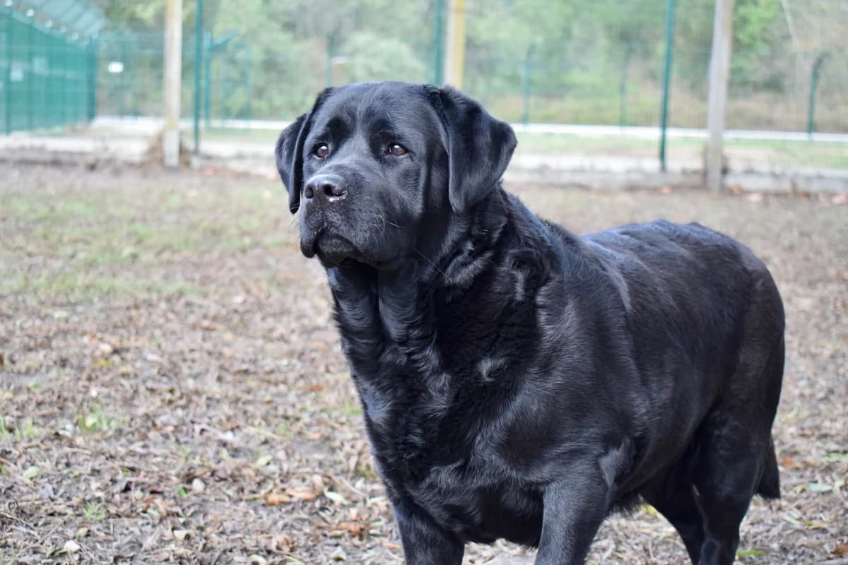 Mina, Labrador Retriever for adoption at SPA de Bordeaux et du Sud-Ouest (SPA 33)