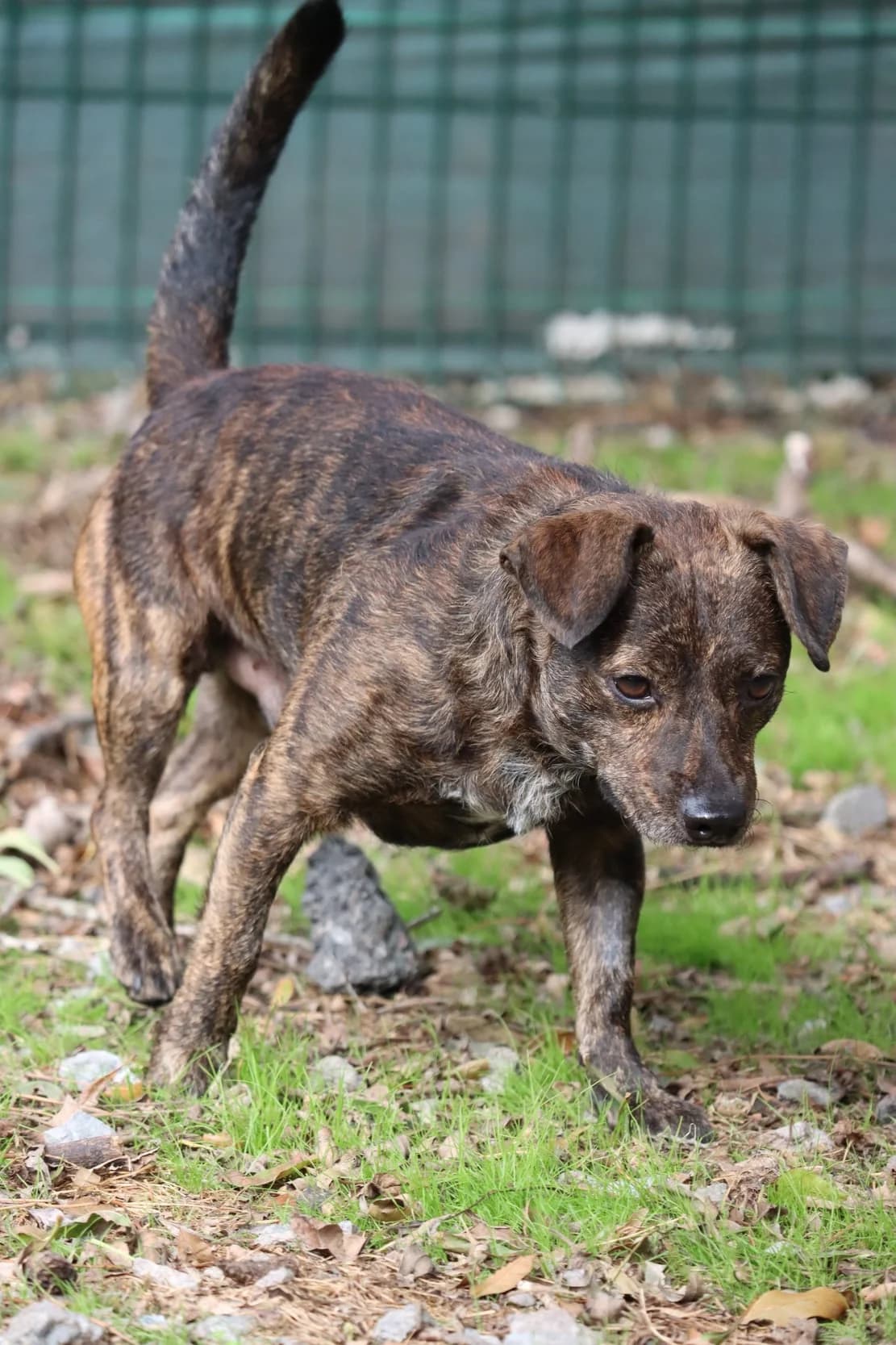 Trotinette, mixed breed for adoption at SPA de Bordeaux et du Sud-Ouest (SPA 33)