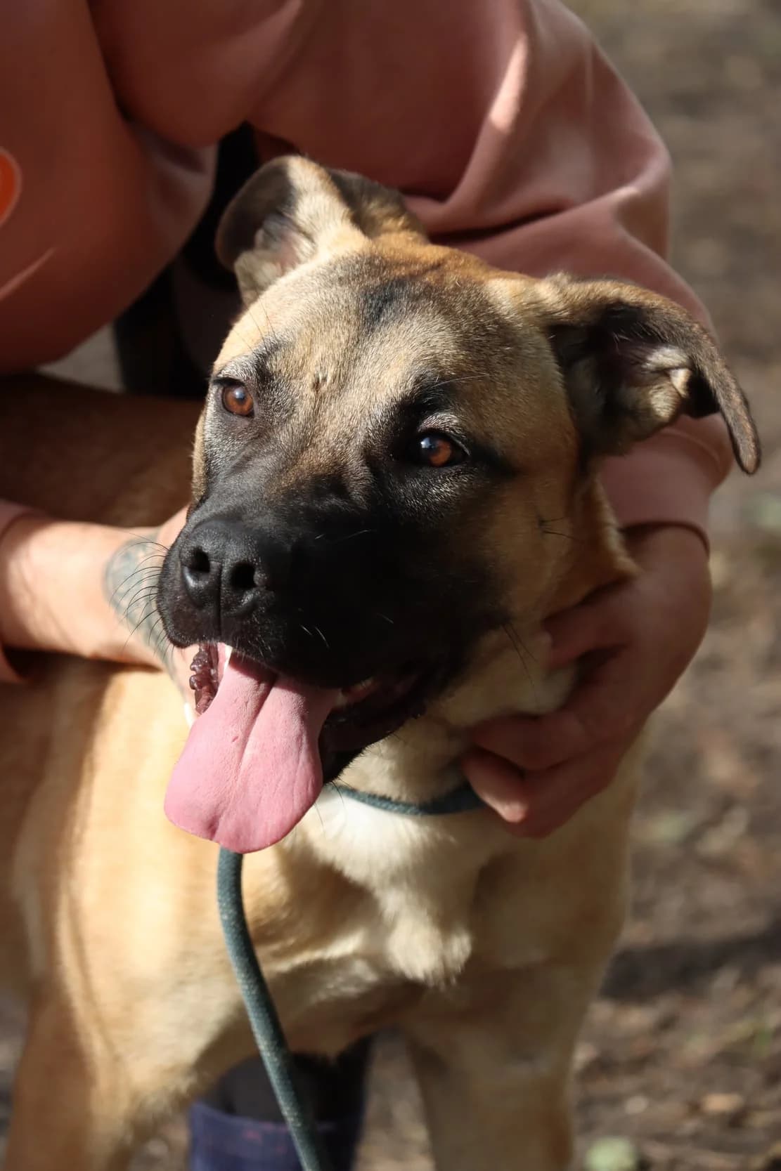 Freya, mixed breed for adoption at SPA de Bordeaux et du Sud-Ouest (SPA 33)