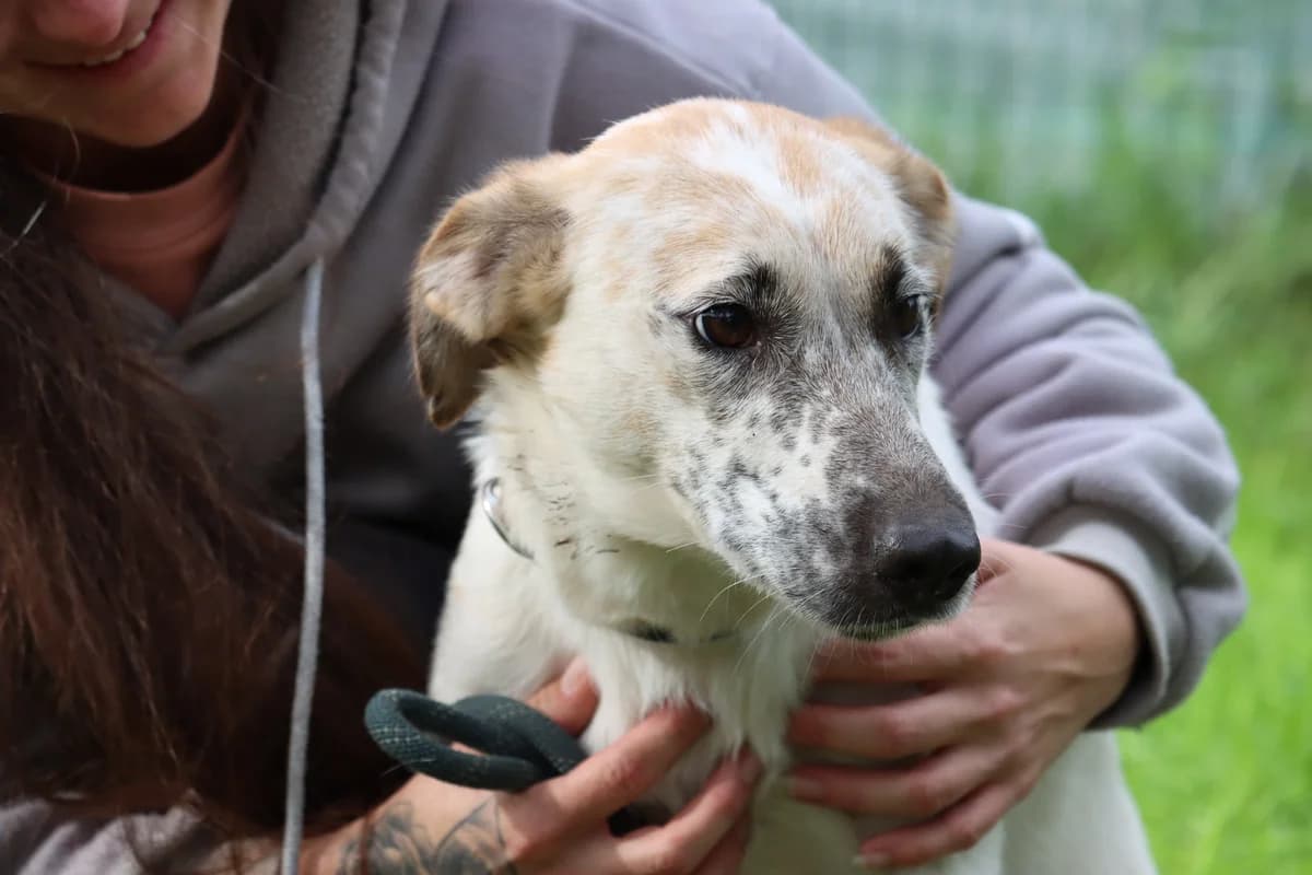 Reinette, mixed breed for adoption at SPA de Bordeaux et du Sud-Ouest (SPA 33)