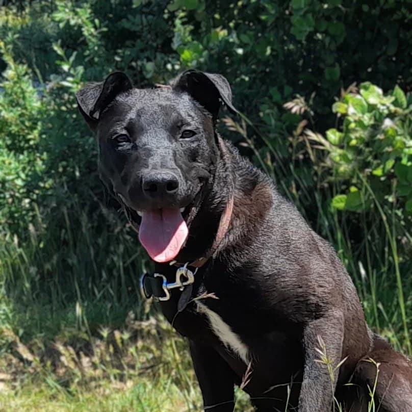 ARKO, male young mixed breed for adoption at SPA de l