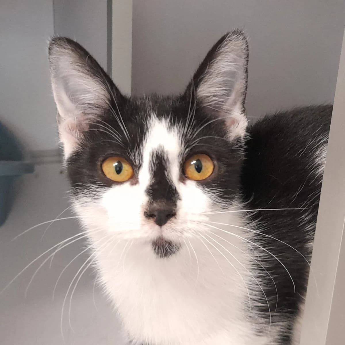 BALLERINE, puppy European Shorthair for adoption at SPA de l