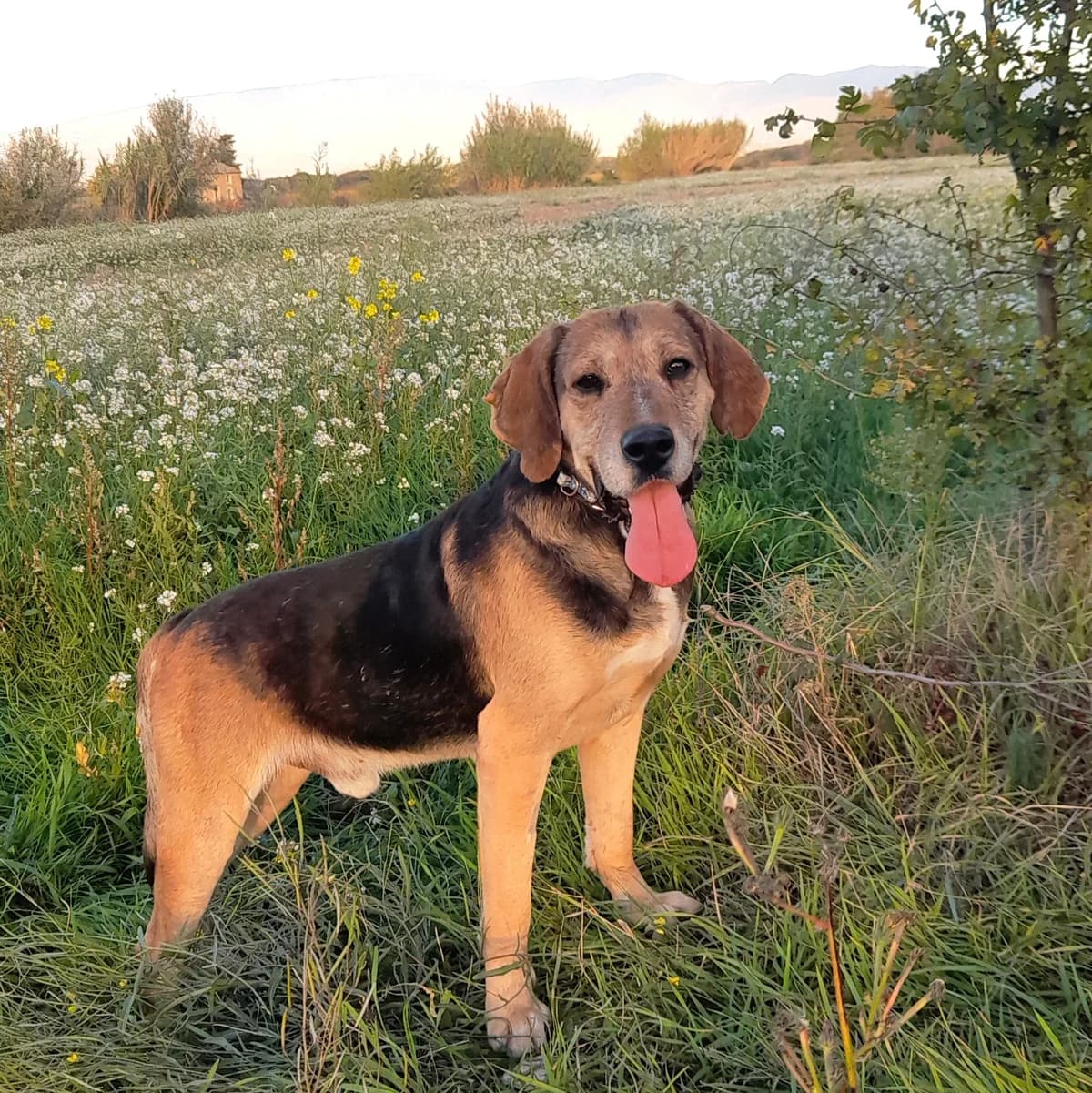 BALTO, male 4yo Beagle for adoption at SPA de l