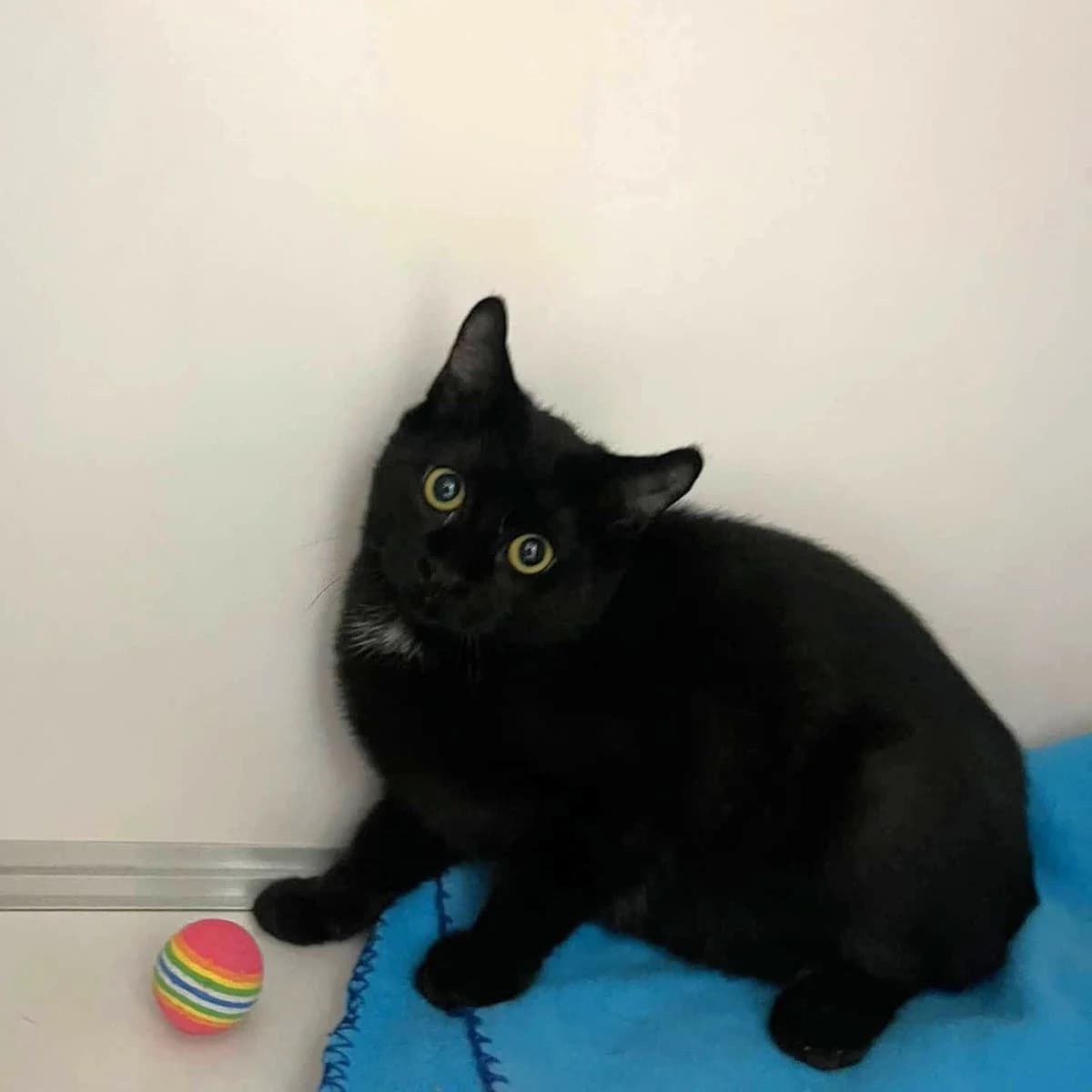 BECKY, European Shorthair for adoption at SPA de l