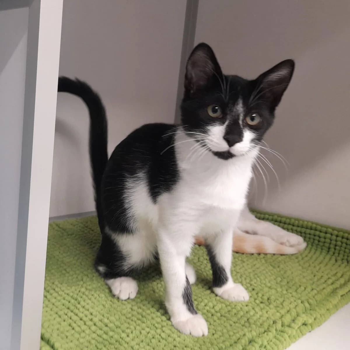 BINGO, puppy European Shorthair for adoption at SPA de l