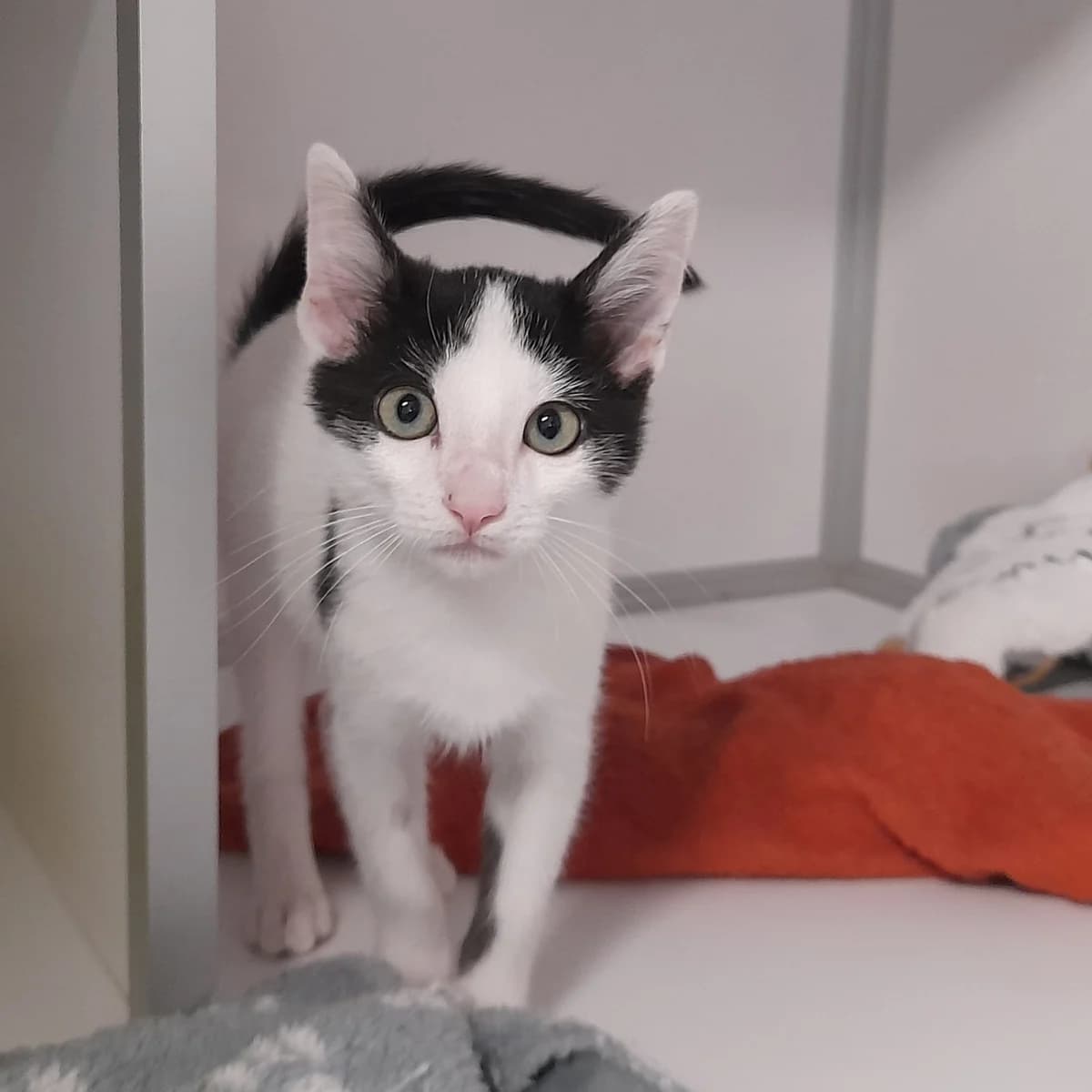 BULLE, puppy European Shorthair for adoption at SPA de l
