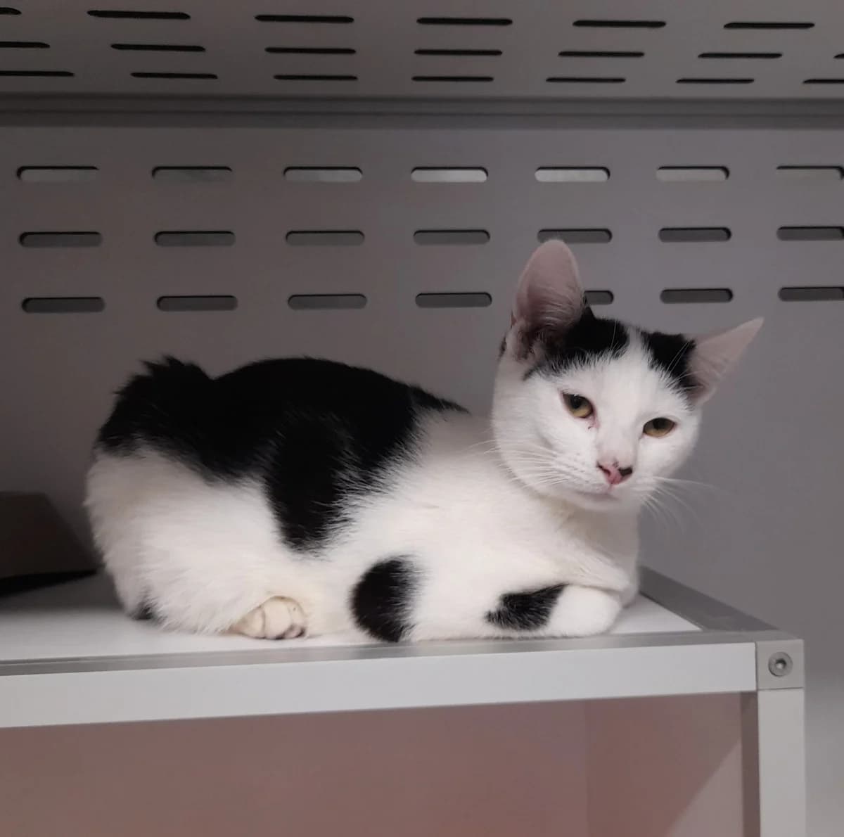 CARMINE, European Shorthair for adoption at SPA de l