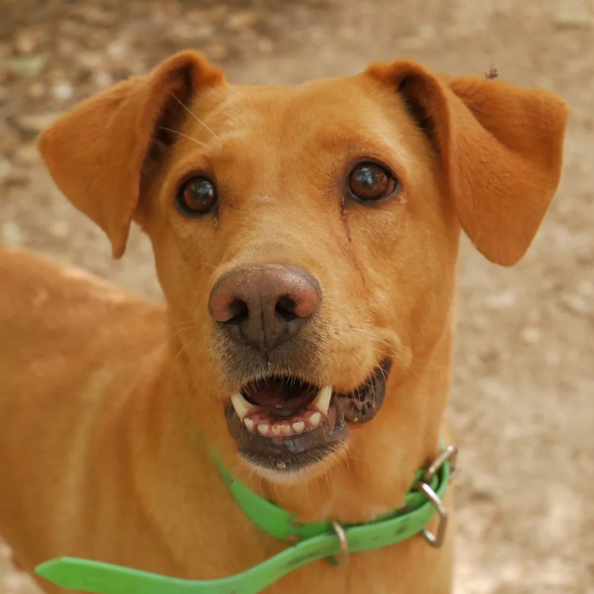 COSETTE, female young Labrador Retriever for adoption at SPA de l