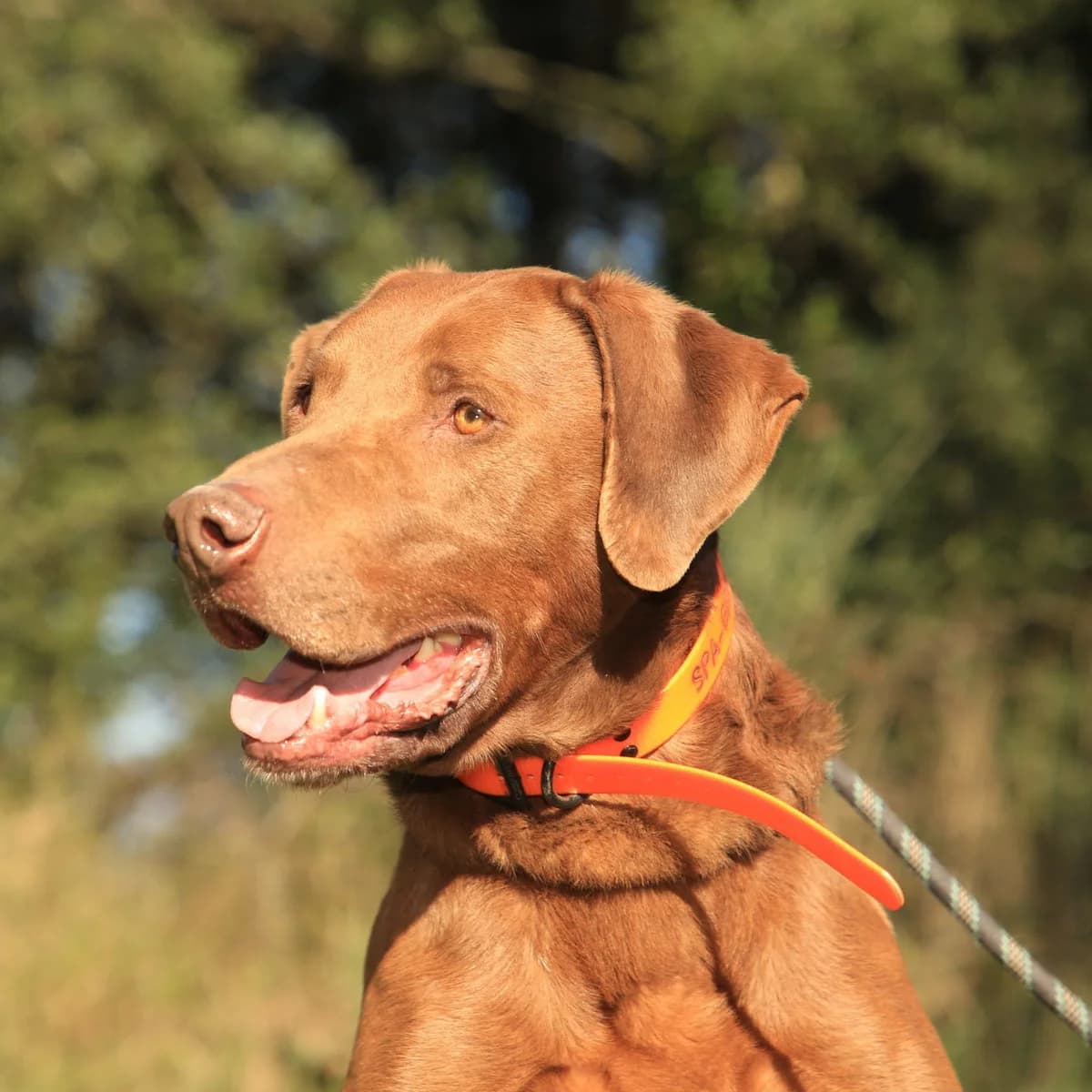 FICHE SOLIDAIRE 4 PATTES SANS TOIT – PATCH, male Mixed Breed for adoption at SPA de l