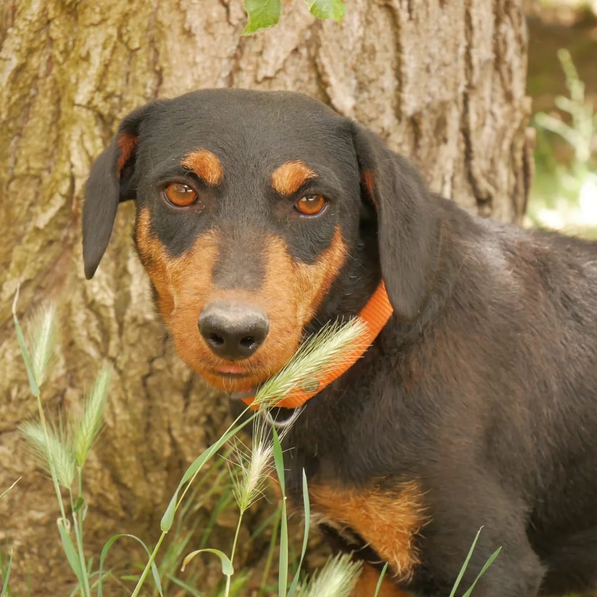 FLORA, female 3yo Dachshund for adoption at SPA de l