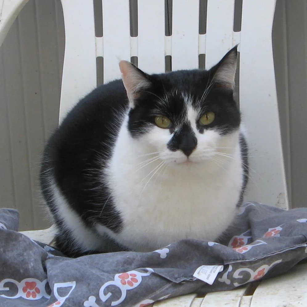 LOCO, male senior mixed breed for adoption at SPA de l