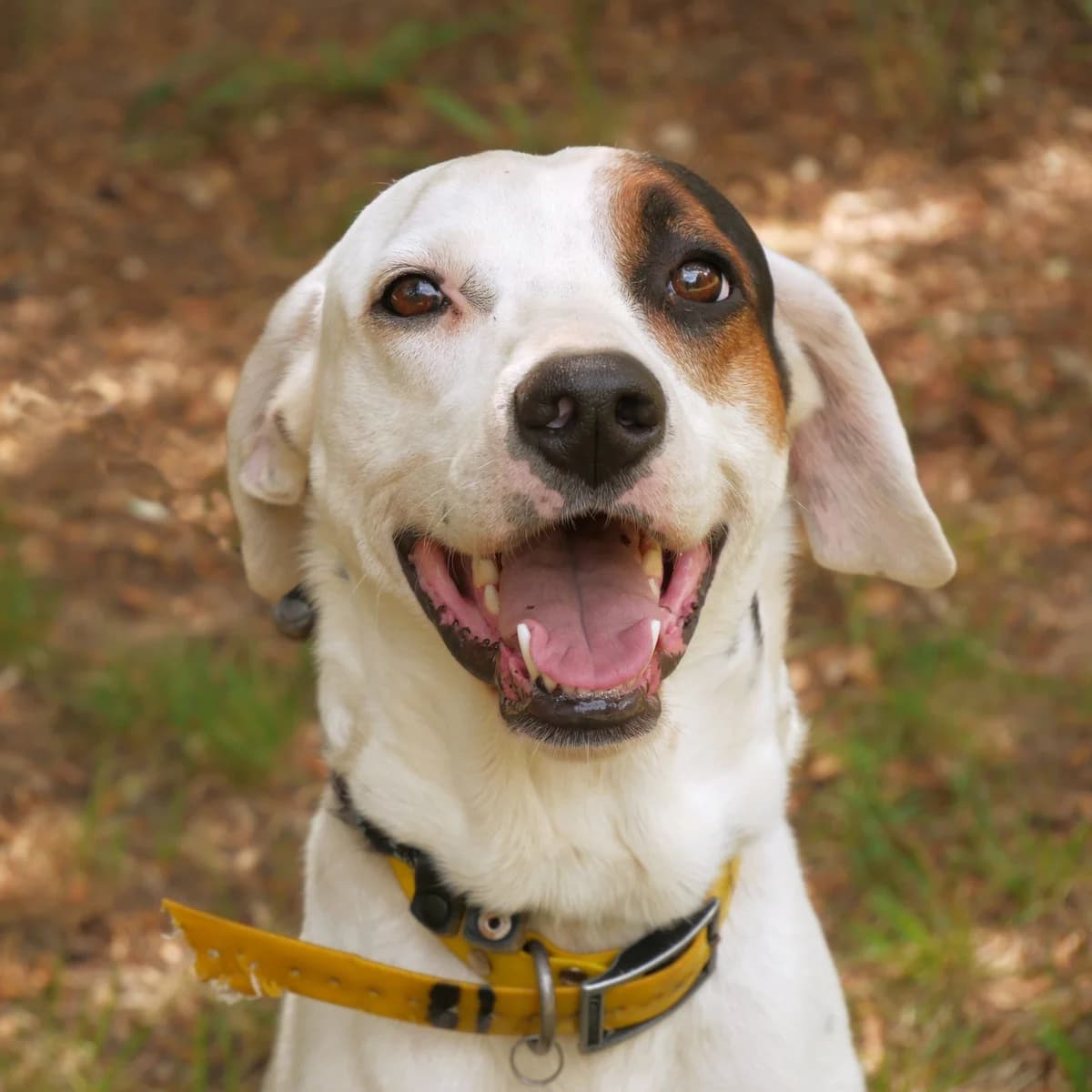 MARLEY, male 3yo Dalmatian for adoption at SPA de l