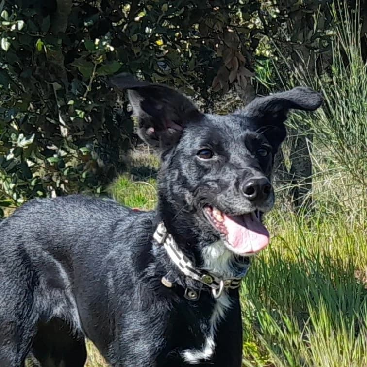 MAYA, female 6yo mixed breed for adoption at SPA de l