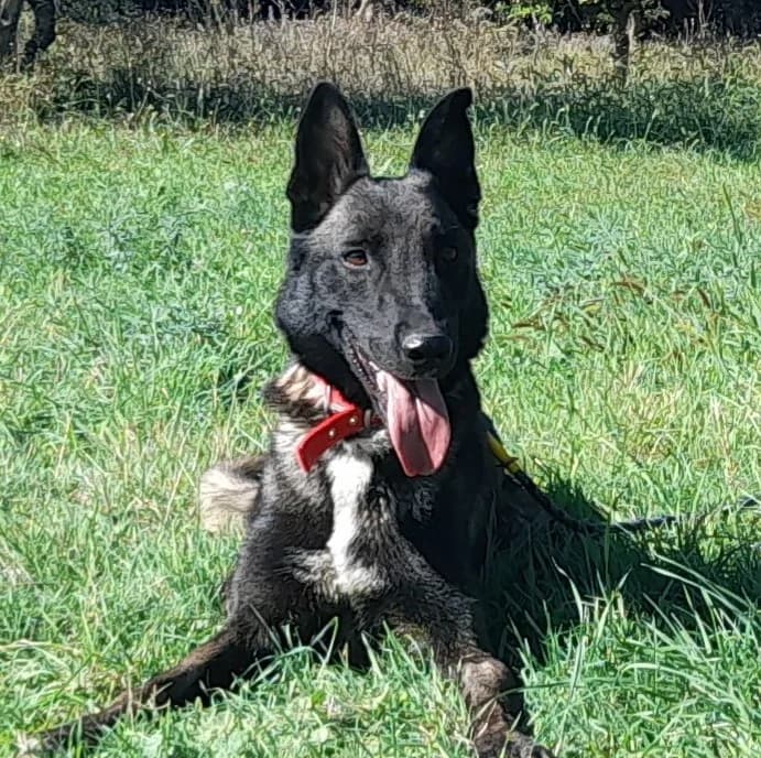 MILKA, male 7yo Belgian Malinois for adoption at SPA de l
