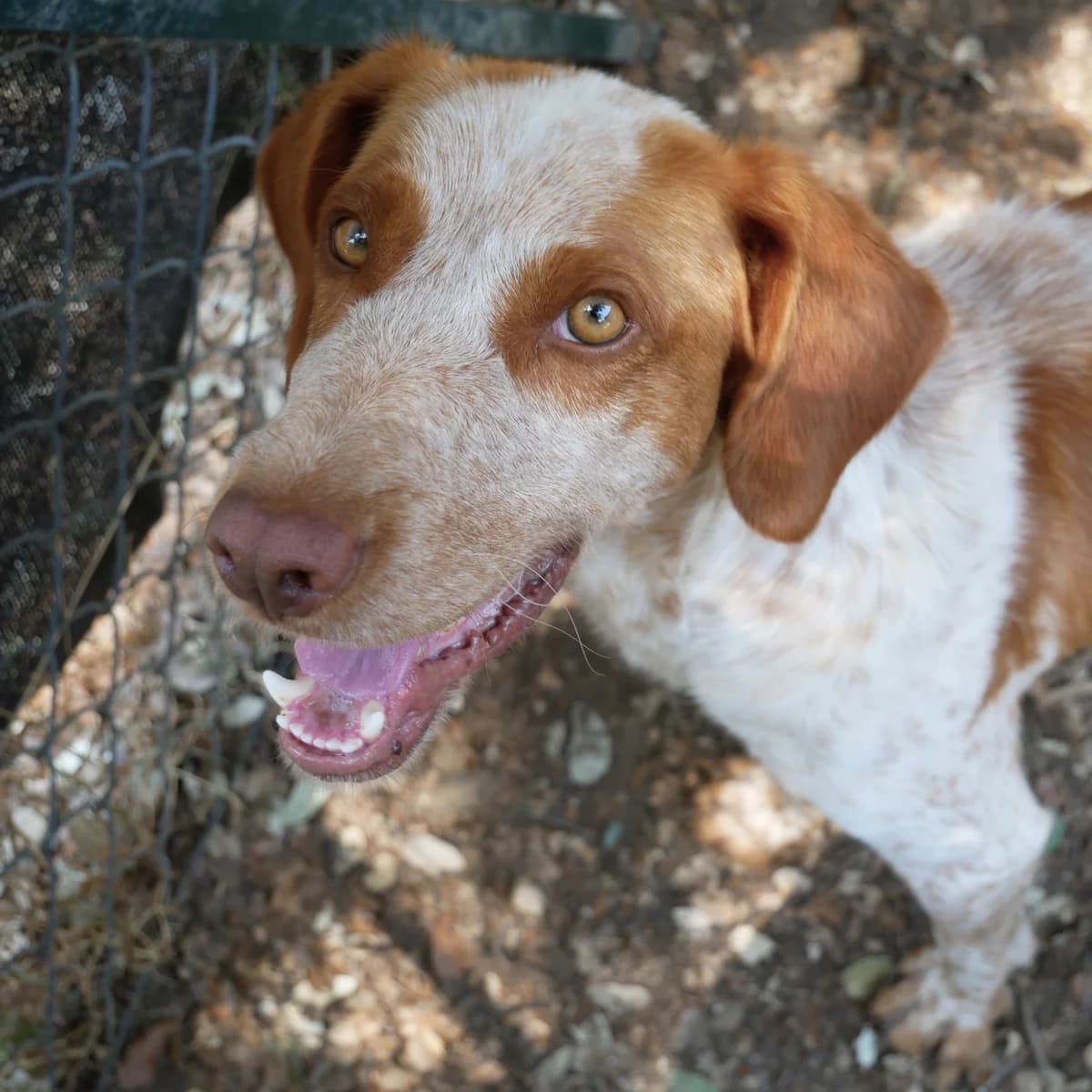 MILKI, male 3yo Brittany Spaniel for adoption at SPA de l