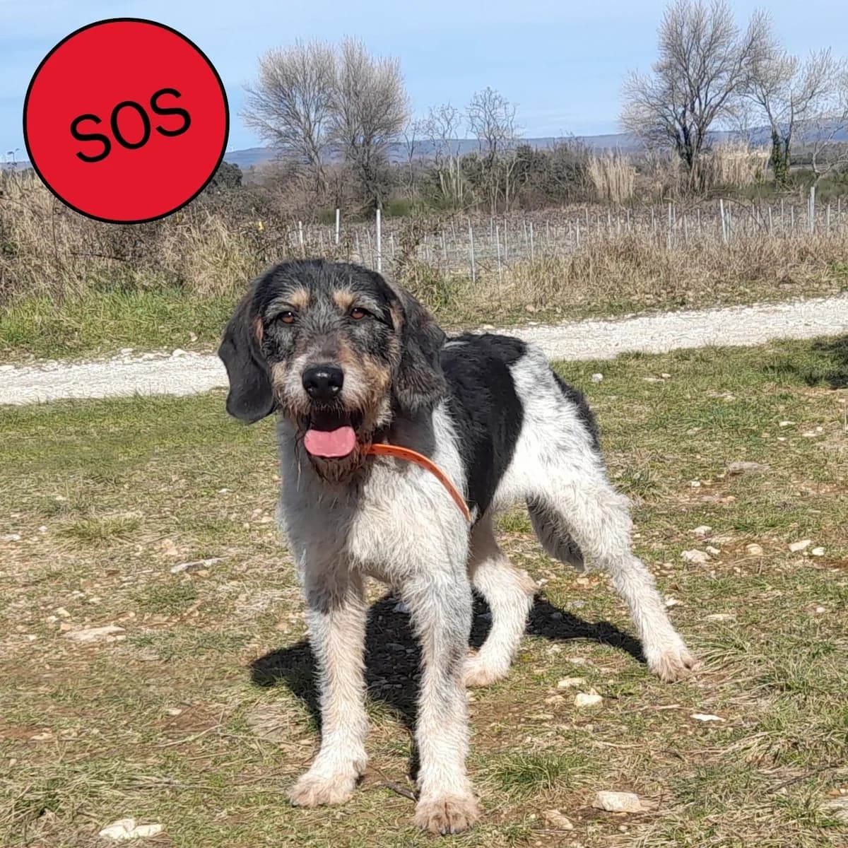 MINA, female 6yo mixed breed for adoption at SPA de l