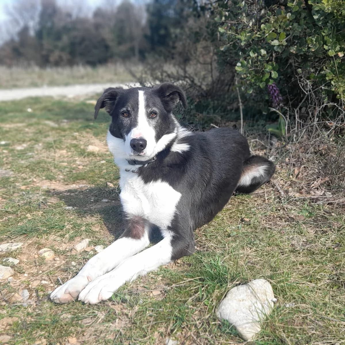 OPIUM, male senior Border Collie for adoption at SPA de l