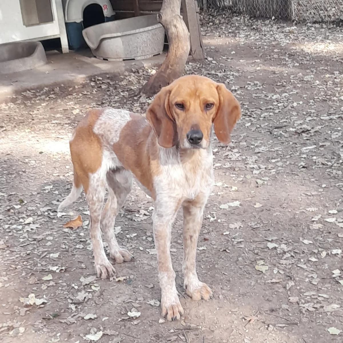 PACO, male 4yo German Shorthaired Pointer for adoption at SPA de l