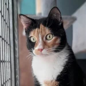 PEPETTE, female 5yo mixed breed for adoption at SPA de l