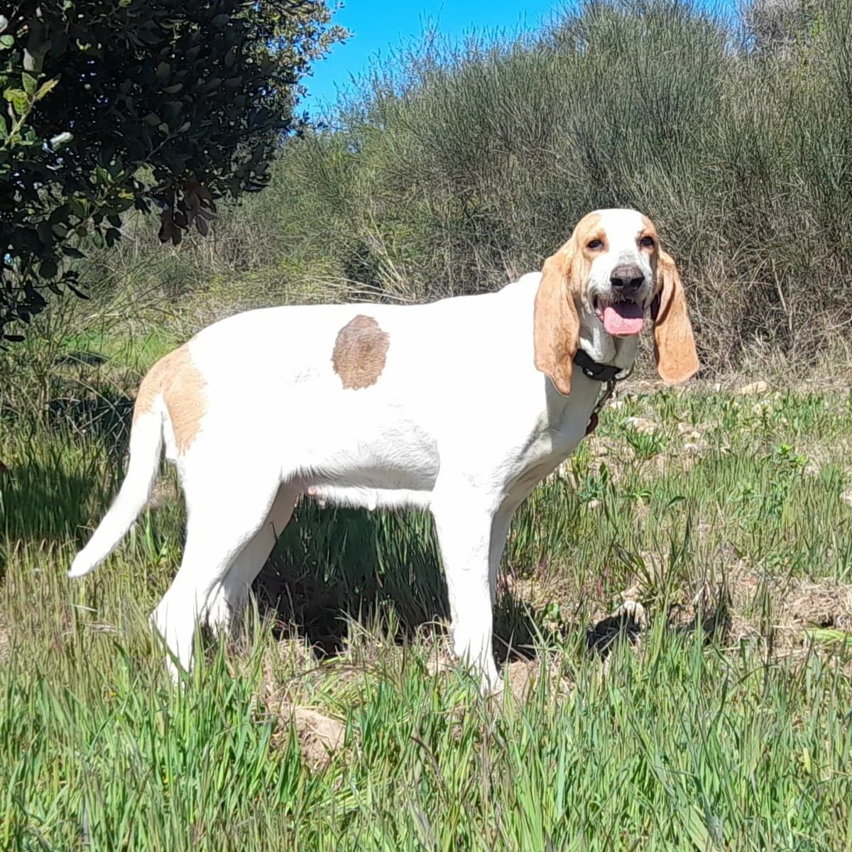PILLOW, female 6yo mixed breed for adoption at SPA de l