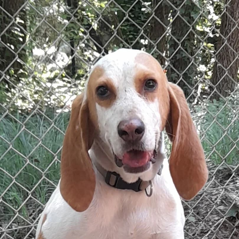 PITA, female senior mixed breed for adoption at SPA de l