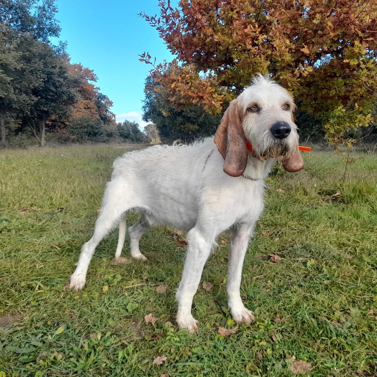 RAMBO, male 6yo mixed breed for adoption at SPA de l