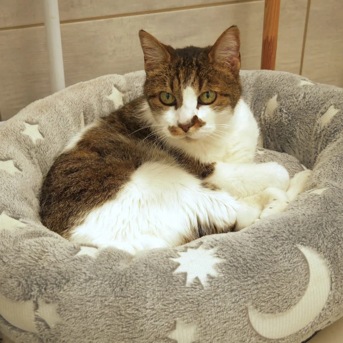 SAMY, male senior mixed breed for adoption at SPA de l