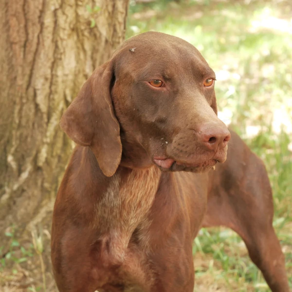STARK, male 4yo German Shorthaired Pointer for adoption at SPA de l