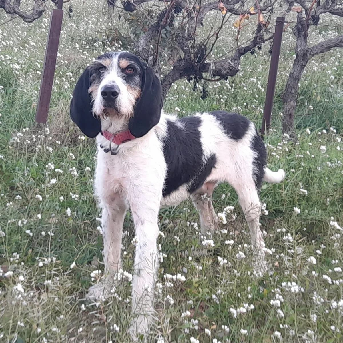 STARKI, male 5yo mixed breed for adoption at SPA de l