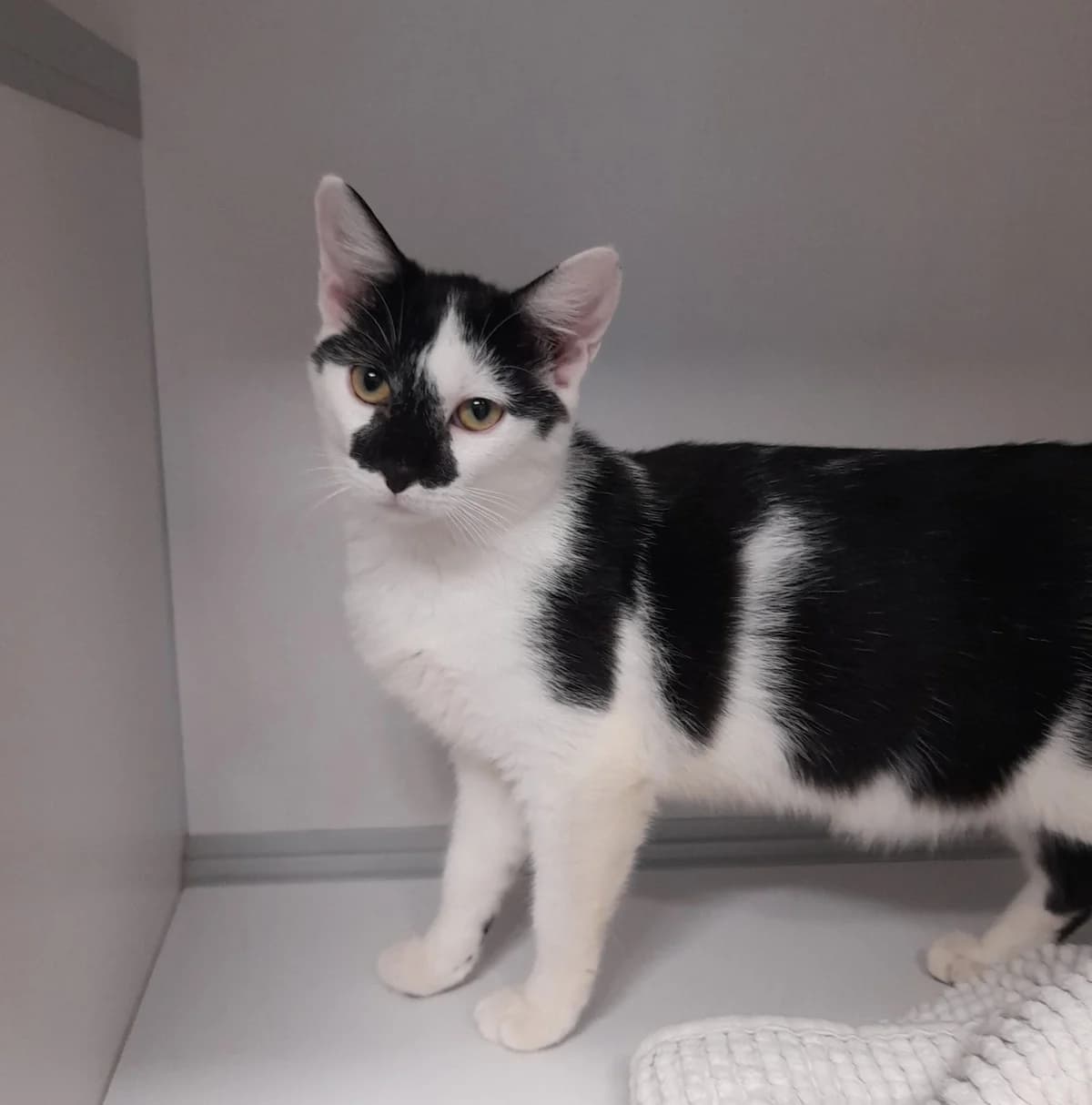 VAGGIE, European Shorthair for adoption at SPA de l