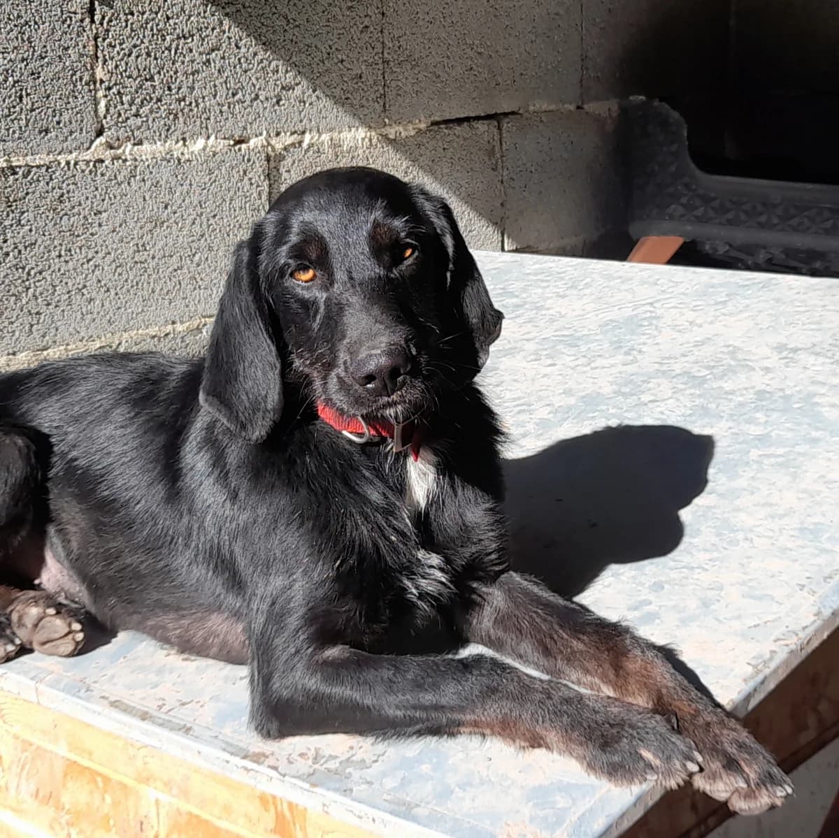 VERA, female young Pointer for adoption at SPA de l